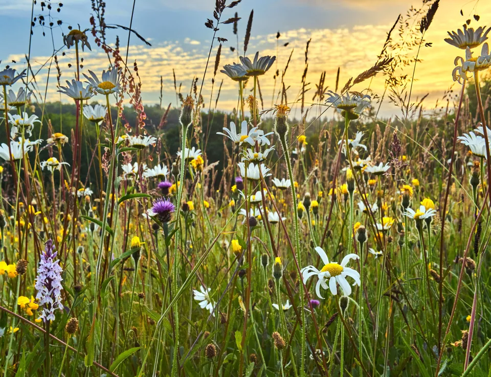 Shutterstock 369970208 Biodiveristy Wildflowers Ecotox