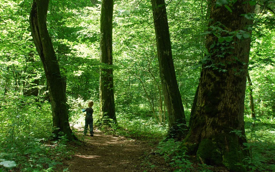 Child In Forest