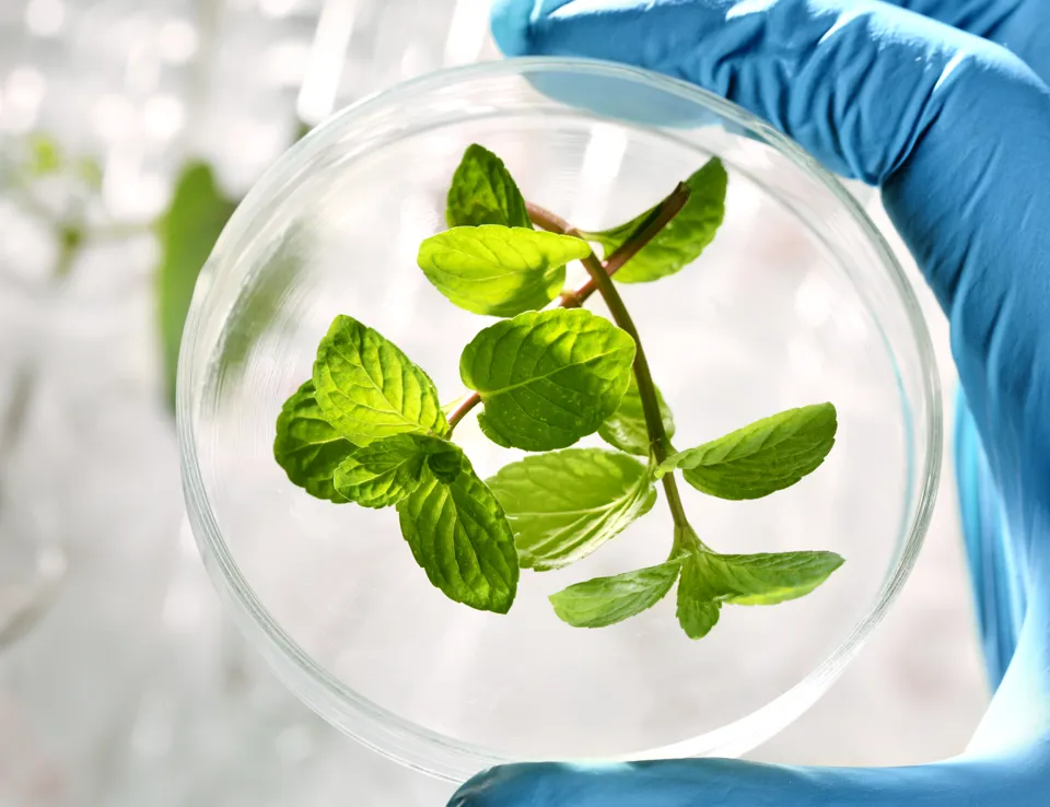 Ecotox Plant Sample Shutterstock 132471839