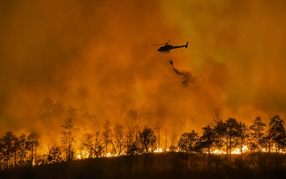 Wildfire 2422917965
