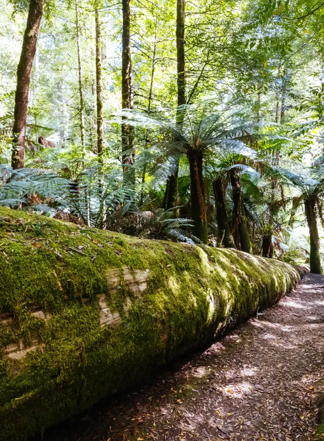 STYX VALLEY, AUSTRALIA FEBRUARY 20 2024 Landscape Of The Styx River Area Of The Styx Valley Near Maydena In Southwest National Park, Tasmania, Australia