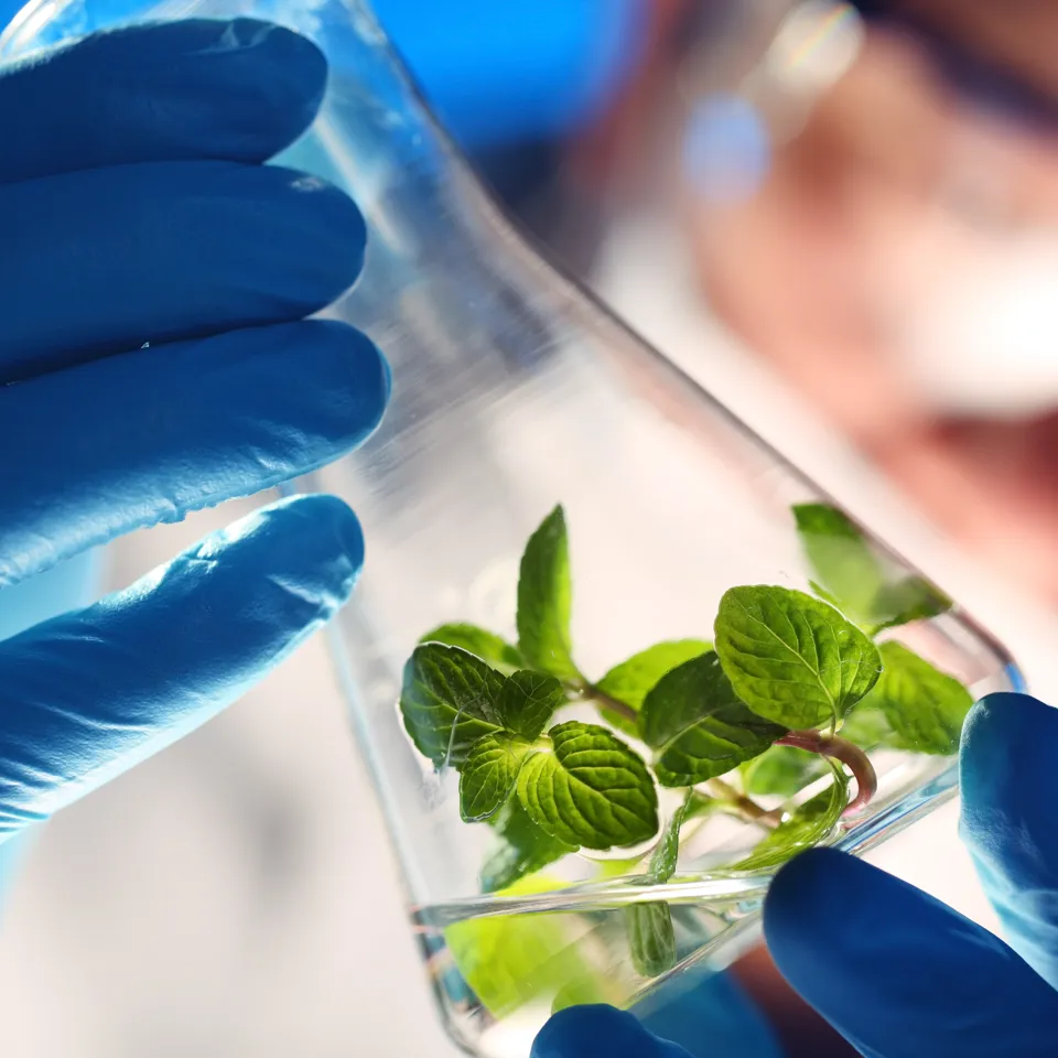 Green Plant In A Beaker